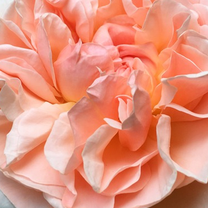 Na spletni nakup vrtnice - Roza - Angleška vrtnica - Vrtnica intenzivnega vonja - Rosa Evelyn - David Austin - Cvetovi vrtnice Evelin so polni, v obliki skodelice in premera približno 9 cm.